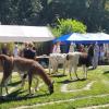 Zehn Jahre Gesundheitsgarten Retzbach - zehn Jahre Retztal-Lamas.