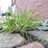 Unkraut: Im Amtsdeutsch kann ein bisschen wild wucherndes Gras am Gassenrand auch mal als „Spontanvegetation“ bezeichnet werden.