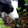 Bei einem Spaziergang am Waldrand an der Schweinfurter Bauersbergstraße in Richtung Üchtelhausen wurden offenbar mit Nägeln präparierte Wurstücke ausgelegt. Ein Hund schluckte ein Stück und musste operiert werden. Das Tier hatte einen 3,5 Zentimeter großen Nagel im Magen. 