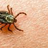 Winzig, aber nicht zu unterschätzen: Zecken können die Frühsommer-Meningoenzephalitis (FSME) und die Lyme-Borreliose übertragen.