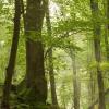 Das Naturwaldreservat Böhlgrund.