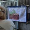 Aus Perspektive der Schülerinnen und Schüler: In Kleingruppen erarbeiteten sich die Lehrkräfte verschiedene Lernprogramme auf dem Biohof Hartmann, z.B. zum Thema „Rind“ oder „Wasser“.