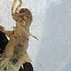 Anabolia sp., eine Köcherfliegenlarve, die für pestizidfreies Wasser steht. Anabolia sp., eine Köcherfliegenlarve, die für pestizidfreies Wasser steht.