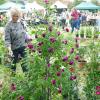 Blumen über Blumen, dazu eine Vielzahl von Ideen für den Garten und kulinarische Genüsse konnten viele Besucher bei der diesjährigen Kunst- und Gartenmesse am Samstag und am Sonntag in Arnstein erleben.