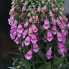 Blumen über Blumen, dazu eine Vielzahl von Ideen für den Garten und kulinarische Genüsse konnten viele Besucher bei der diesjährigen Kunst- und Gartenmesse am Samstag und am Sonntag in Arnstein erleben.