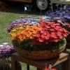 Blumen über Blumen, dazu eine Vielzahl von Ideen für den Garten und kulinarische Genüsse konnten viele Besucher bei der diesjährigen Kunst- und Gartenmesse am Samstag und am Sonntag in Arnstein erleben.