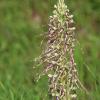 Die Orchidee "Bocks-Riemenzunge" am Stettener Brückberg. Die Orchidee "Bocks-Riemenzunge" am Stettener Brückberg.
