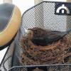 (eug)   Ausgerechnet in einem Fahrradkorb brütet momentan eine Amsel mitten in Würzburg. Ihr gefällt offensichtlich der Platz vor dem Haus in der Friedenstraße. Auch von den vorbeilaufenden Bewohnern lässt sich der Vogel nicht schrecken, berichtet Friedrich Münzer, der Besitzer der rollenden Brutstätte.  Er ist allerdings der „Leidtragende“ des Geschehens – alle Wege, die er sonst per Fahrrad erledigt hat, muss er jetzt zu Fuß gehen.