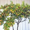 Prächtiger Mandarinenbaum: Die Heidingsfelderin Betty Hartl wird demnächst die Früchte ernten und Marmelade kochen.