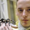 Keine Angst: Ausstellungsmitarbeiter Daniel Mitchell mit einer Mexikanischen Rotknievogelspinne auf seiner Hand.