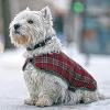 Chic: Mit Jacke wappnet sich dieser Hund gegen Kälte.