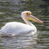 (lsw)   Die wildlebende Pelikandame „Quax“ ist tot. Ein Tierarzt des Mannheimer Luisenpark habe sie trotz Infusionen nicht mehr retten können, teilte der Park am Freitag mit. Ein Mann hatte den Vogel am Donnerstag in lebensbedrohlichem Zustand in der Nähe des rheinland-pfälzischen Bobenheim-Roxheim gefunden und die Vogelwarte Radolfzell (Kreis Konstanz) alarmiert. Ein Mitarbeiter brachte den geschwächten Pelikan zum Park. Eine pathologische Untersuchung habe ergeben, dass „Quax“ unter starken inneren Blutungen litt und die Leber gerissen war, hieß es weiter. Der Tod habe aber nichts mit dem Abszess am linken Fuß zu tun, dem Erkennungsmerkmal der Pelikan-Dame. Möglicherweise sei der Vogel einem Aufprall zum Opfer gefallen, in der Nähe des Fundorts befinden sich mehrere Hochspannungsleitungen. Schon im Herbst starb ein anderer Pelikan in freier Wildbahn nach der Kollision mit einem Windrad, wie der Park weiter mitteilte. Wie alt „Quax“ war und woher sie kam, war laut einem Parksprecher unbekannt. Der Landesbund für Vogelschutz in Bayern hatte „Quax“ seit geraumer Zeit per Online-Tagebuch begleitet. Pelikane haben einen auffälligen Hautsack unter ihrem Schnabel, in dem sie etwa Fische sammeln können. In freier Natur leben die Wasservögel üblicherweise in wärmeren Regionen, etwa in Australien, Afrika, Asien und im Südosten Europas.