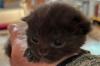 Dieses süße Katzenbaby wurde mit fünf weiteren Geschwisterchen wie Müll im Schonunger Wald entsorgt. Eine Spaziergängerin hat die Kitten gefunden und ins Tierheim gebracht.