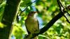 Gute und scheue Sängerin: Eine Nachtigall sitzt in einem Baum in der Hörnau. Gute und scheue Sängerin: Eine Nachtigall sitzt in einem Baum in der Hörnau.