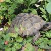 Diese maurische Schildkröte wurde einfach ausgesetzt.