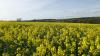 Deutlich früher als gewohnt zeigt sich  der Raps heuer in voller Blüte. Die Aufnahme entstand zwischen Gollmuthhausen und Höchheim in der Gemarkung Zinnig.