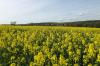Deutlich früher als gewohnt zeigt sich  der Raps heuer in voller Blüte. Die Aufnahme entstand zwischen Gollmuthhausen und Höchheim in der Gemarkung Zinnig.