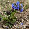 Blühendes schmalblättriges Lungenkraut Pulmonaria angustifolia.