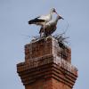 Auch auf dem Schornstein der früheren Schreinerei Heinickel hat ein Storchenpaar mit dem Nestbau begonnen.