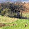 Vom Aussterben bedroht: In der Niederwerrner Flur ist der (Oster-)Hase noch zu Hause.Fotos: Holger Laschka