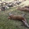 Bei einer revierübergreifenden Treibjagd 2010 zwischen Lohr und Langenprozelten erlegte Hirsche, Rehe und Wildschweine (Archivbild).