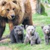 Noch etwas tapsig: Drei kleine Bärenjunge erkunden am Dienstag im Wildparadies Tripsdrill bei Cleebronn mit ihrer Mutter das Freigehege. Die 14 Wochen alten Braunbärenmädchen verlassen immer wieder mit ihrer Mutter Orsa das Bärenhaus. Die Besucher können die Kleinen beim Erkunden des Freigeheges beobachten.