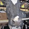 Lieben das Futter von den Saalewiesen: Die Milchbauern wehren sich gegen eine Flurbereinigung entlang der Saalewiesen.