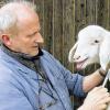Tut nicht weh: Die Blutabnahme bei Tieren zur Gesundheitsprophylaxe ist Routine für Veterinäre. Dr. Franz Arands Behandlung spürt das Lamm von Schäfer Friedrich Bruder in Wiesenfeld nicht.
