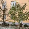 Der Apfelbaum im Garten von Fred Zeiß trägt Anfang Dezember noch grünes Laub. 