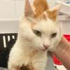 Die Katzenhilfe Würzburg teilte das traurige Schicksal von Kater Gabriel in einem Facebook-Post.