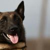 Weil sein Hund (Beispielbild) todkrank war, reagierte ein Rentner so ungestüm, dass er vor Gericht landete.