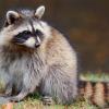 Man bekommt ihn nur selten zu sehen, denn der Waschbär ist ein dämmerungs- und nachtaktives Tier. Auch in hiesigen Gefilden hat er sich stark verbreitet und stellt mancherorts mittlerweile eine regelrechte Plage dar.
