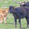 Noch etwas schüchtern: Das kleine Auerochsenkalb.
