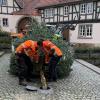 Es weihnachtet schon in Fladungen: Am Donnerstag wurde der Christbaum aufgestellt. Es weihnachtet schon in Fladungen: Am Donnerstag wurde der Christbaum aufgestellt.
