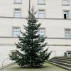 Der diesjährige Christbaum wurde auf dem Fladunger Marktplatz aufgestellt.