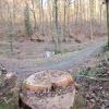 Im Kaskadental sind die Arbeiten bereits gelaufen. Blick auf den Bachlauf: Überall im Wald sind Spuren der Fällungen zu sehen, viel Totholz bleibt liegen.