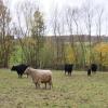 Die Galloway-Herde von Sebastian Markert ist das ganze Jahr auf der Weide bei Holzhausen.