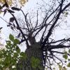 Eine in diesem Jahr abgestorbene Eiche im Sulzfelder Wald. Der Eichenprachtkäfer fühlt sich aufgrund der trocken-warmen Witterung sehr wohl, die Eiche ist zunehmend gestresst und verliert an Widerstandsfähigkeit. In immer mehr Fällen eine für den Baum tödliche Kombination.