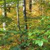 Für frisches Blattgrün im Spätherbst sorgen die milden Temperaturen.