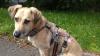 Eine neue Verordnung zur Anleinpflicht von Hunden gilt ab sofort in Wonfurt, Steinsfeld und Dampfach.