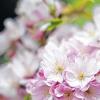 (dpa)   Japanische Zierkirschen stehen im Olympiapark in München in voller Blüte. Die Kirschblüte symbolisiert in ihrer Heimat Japan Schönheit, Aufbruch und Vergänglichkeit. Die Zeit der Kirschblüte markiert dabei den Anfang des Frühlings.