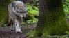 Das Thema  Wolf – hier ein Grauwolf in einem Gehege in Niedersachsen – treibt derzeit die Rhön um. Wurde nun ein Wolf bei Bischofsheim überfahren?