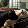 Beim Zwischenstop konnte man die Galloway Rinder des Bauernhof Fischer in Ettleben hautnah erleben und füttern. Die Rinder kamen gleich angerannt, als Erlebnisbäuerin Kirsten Fischer mit der Schachtel altem Brot klapperte. Faszinierend fanden die Teilnehmer, dass man Kuh-Zähne auf dem Acker oder im Stall finden kann. Der Grund ist ganz einfach: auch Kühe haben Zahnwechsel. Die mitradelnden Kinder machten sich gleich auf die Suche nach solchen Schätzen. Beim Zwischenstop konnte man die Galloway Rinder des Bauernhof Fischer in Ettleben hautnah erleben und füttern. Die Rinder kamen gleich angerannt, als Erlebnisbäuerin Kirsten Fischer mit der Schachtel altem Brot klapperte. Faszinierend fanden die Teilnehmer, dass man Kuh-Zähne auf dem Acker oder im Stall finden kann. Der Grund ist ganz einfach: auch Kühe haben Zahnwechsel. Die mitradelnden Kinder machten sich gleich auf die Suche nach solchen Schätzen.
