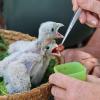 Gefüttert werden die Jungtiere in der Greifvogelauffangstation mit klein geschnittenen Fleischstücken oder Innereien bis sie flügge werden und in der Nähe ihres Fundortes wieder in die Freiheit entlassen werden können.