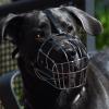 Weil er unter anderem die Maulkorbpflicht missachtet hat, wurde ein Hundehalter vom Gericht verurteilt.