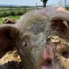 Der Lebenshof Pegasus ist das Zuhause von zwei Schweinedamen aus der Massentierhaltung. Freitag entkam von einem Schlachthof und Greta (hier im Bild) hatte als Zuchtsau „ausgedient“. Mittlerweile genießen sie ihren Lebensabend auf dem Lebenshof Pegasus. In ihrer großen Schlammsuhle lassen sie es sich richtig gut gehen.