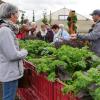 Betriebsleiter Stefan Banner gab bei seiner Führung im LWG-Gartenversuchsgelände Einblicke in Sortenversuche und neue Anbaumethoden. Betriebsleiter Stefan Banner gab bei seiner Führung im LWG-Gartenversuchsgelände Einblicke in Sortenversuche und neue Anbaumethoden.