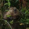 Biber sind eine Familie in der Ordnung der Nagetiere. Sie sind – nach den Capybaras – die zweitgrößten lebenden Nagetiere der Erde. Die Familie besteht heute aus einer einzigen Gattung, Castor, der zwei Arten angehören: der Europäische Biber, auch Eurasischer Biber genannt, und der Kanadische Biber.