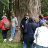 Waldbaden im Lindenhofpark. Die Gartenfreunde nutzten den Stamm eines 150 Jahre alten Mammutbäume um Kraft und Wohlbefinden zu suchen. Waldbaden im Lindenhofpark. Die Gartenfreunde nutzten den Stamm eines 150 Jahre alten Mammutbäume um Kraft und Wohlbefinden zu suchen.
