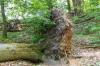 Der Handthalgrund bei Ebrach zählt zu den Flächen des Staatlichen Forstbetriebs Ebrach, die sich naturnah entwickeln können und die aus der Waldbewirtschaftung herausgenommen sind.